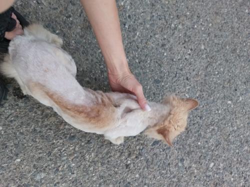 Михайловск. На ул. Ленина появился вот такой малыш с модной стрижкой. 03