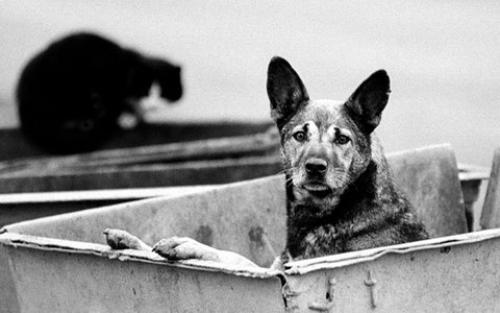 Сердце собаки породы не имеет. 02