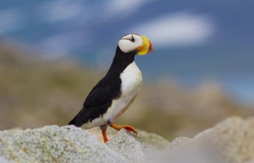 Топорки и ипатки - украшение птичьих базаров Берингии. 01