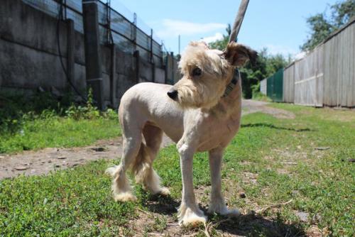 Благодарности пост на днях в приюте случилось волшебство: скромная пушинка превратилась в элегантную собачку с модной стрижкой! 07