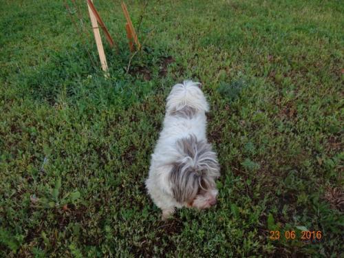 Мы ищем хозяев для замечательной собачки Муси! 01