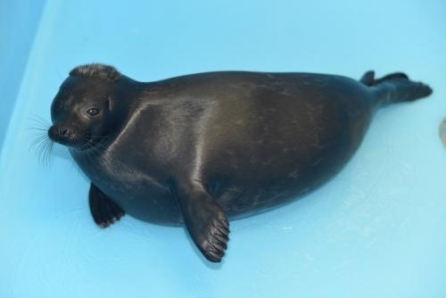 Фонд друзей балтийской нерпы показал нерпенка орешка с Оригинальной Прической. 01