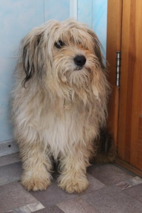 Благодарности пост на днях в приюте случилось волшебство: скромная пушинка превратилась в элегантную собачку с модной стрижкой! 01