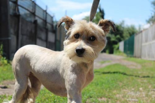 Благодарности пост на днях в приюте случилось волшебство: скромная пушинка превратилась в элегантную собачку с модной стрижкой! 06