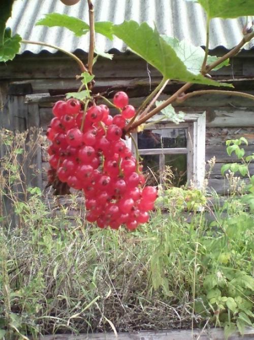 Макушка лета.   У лета макушка, как леса опушка -. 01