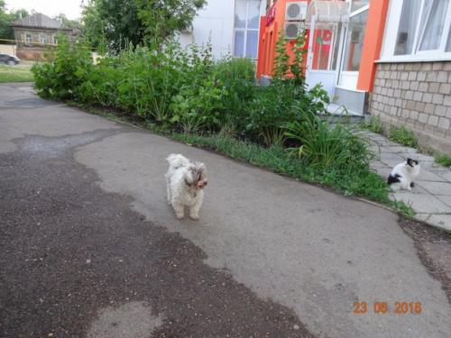 Мы ищем хозяев для замечательной собачки Муси! 02