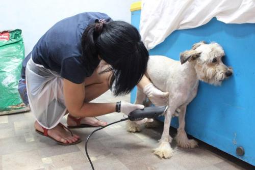 Благодарности пост на днях в приюте случилось волшебство: скромная пушинка превратилась в элегантную собачку с модной стрижкой! 03