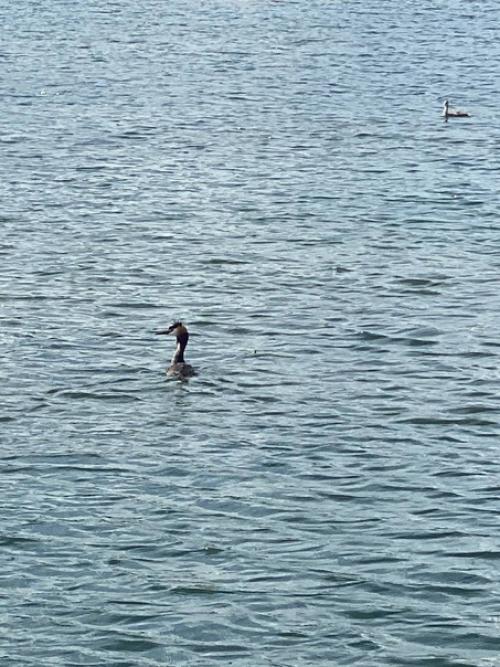 Целое семейство на одном из карьеров Солнечногорска плавает. 03