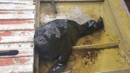 Фонд друзей балтийской нерпы показал нерпенка орешка с Оригинальной Прической. 03