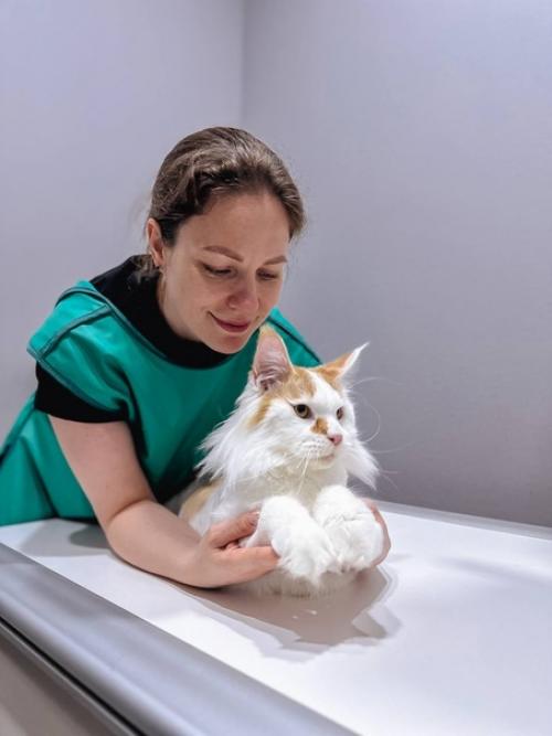 Мейн - кун кумарин, питомец нашего онколога малюковой Дарьи, очаровал всех. 02