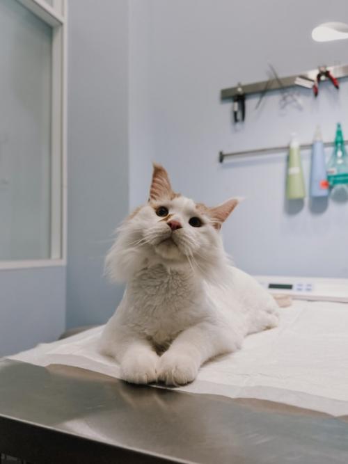 Мейн - кун кумарин, питомец нашего онколога малюковой Дарьи, очаровал всех. 07