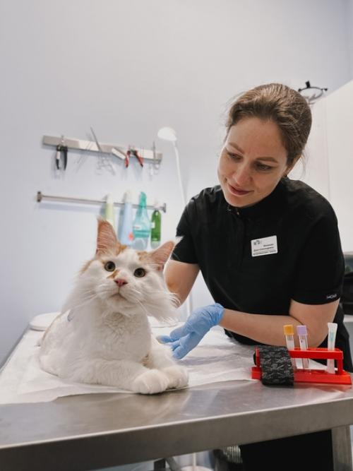 Мейн - кун кумарин, питомец нашего онколога малюковой Дарьи, очаровал всех. 03