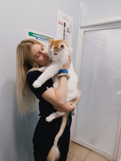 Мейн - кун кумарин, питомец нашего онколога малюковой Дарьи, очаровал всех. 06