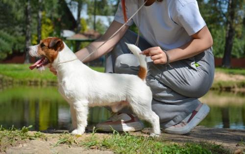 Tsarodey Gary Cooper. 02