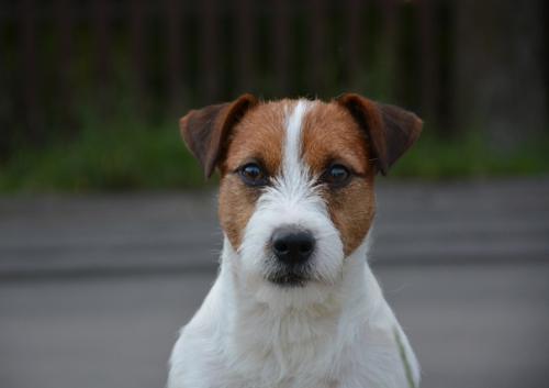 Tsarodey Gary Cooper. 01