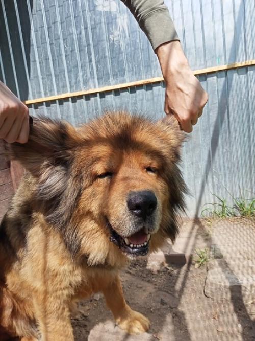 Рамир. Папина гордость, мамина радость - ведёт себя прилично, ест за троих. 02