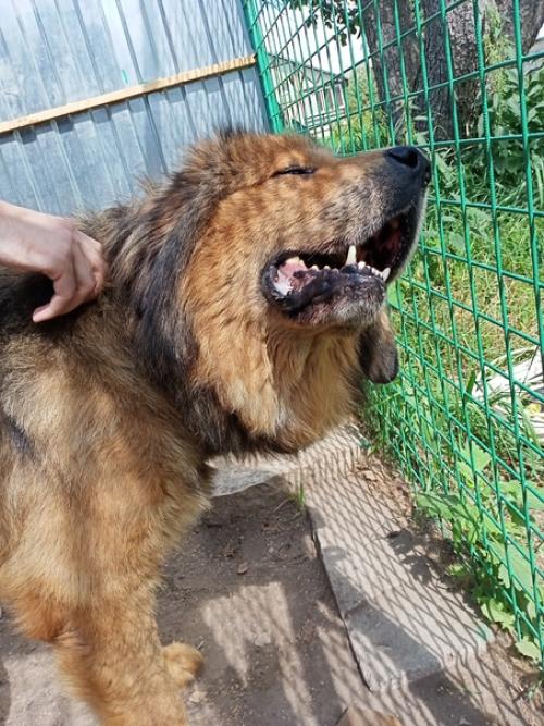 Рамир. Папина гордость, мамина радость - ведёт себя прилично, ест за троих. 05