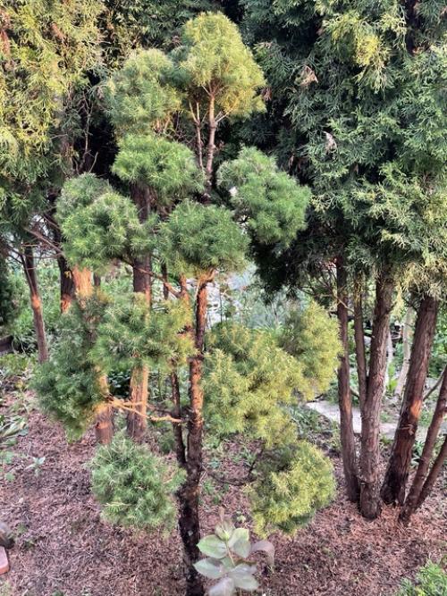 В этом году решила освоить технику стрижки хвойных Ниваки, сейчас это модно и популярно. 01