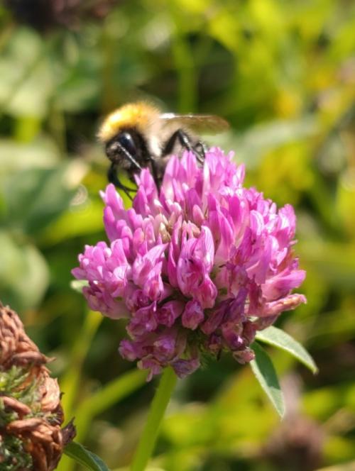 Быстро последние денёчки этого лета пролетают. 01