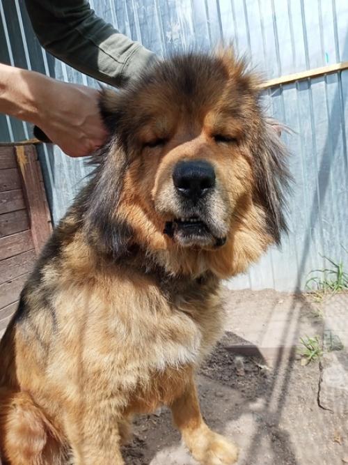 Рамир. Папина гордость, мамина радость - ведёт себя прилично, ест за троих. 01