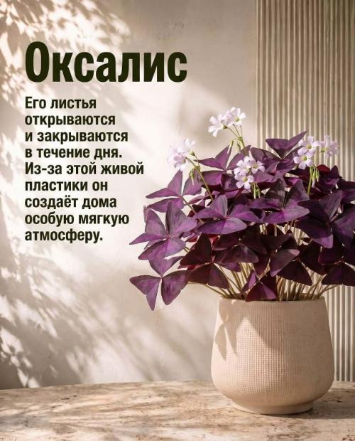 Есть растения, которые выглядят красиво. 05