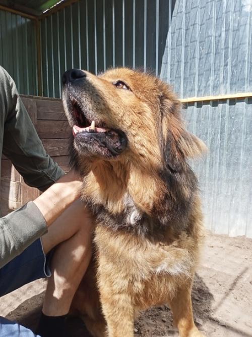 Рамир. Папина гордость, мамина радость - ведёт себя прилично, ест за троих. 03