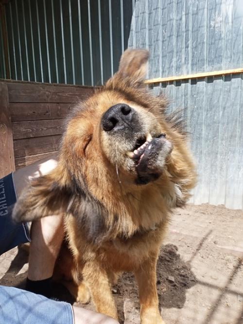 Рамир. Папина гордость, мамина радость - ведёт себя прилично, ест за троих. 04