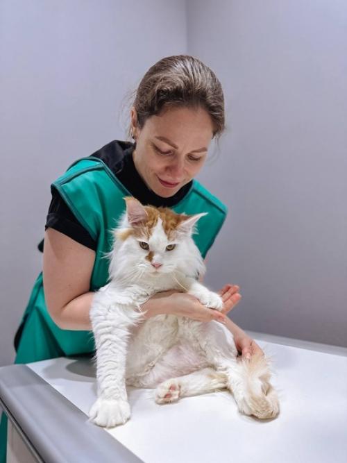 Мейн - кун кумарин, питомец нашего онколога малюковой Дарьи, очаровал всех. 01