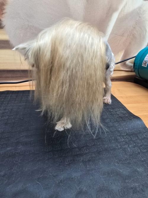 Селин второй раз ко мне на груминг приходила. 06