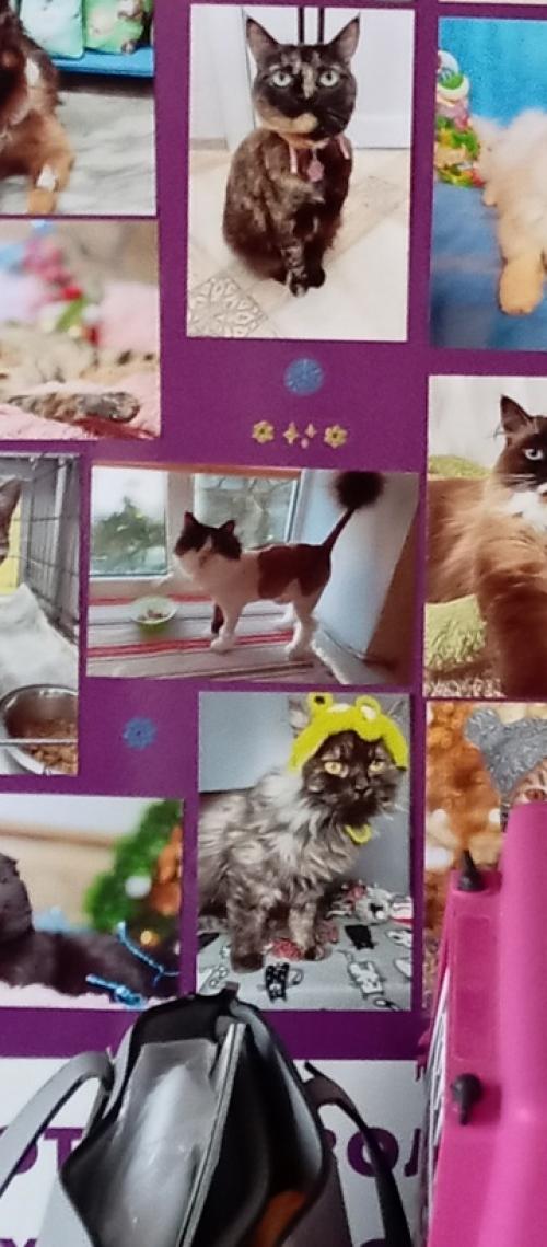 В КЛИНИКЕ опять полюбовалась своей спасённой кошечкой Мартой! 01