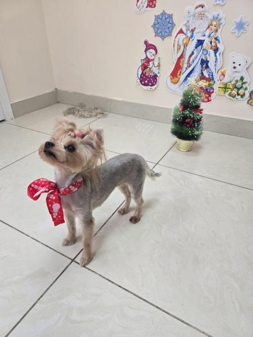 Селин второй раз ко мне на груминг приходила. 09