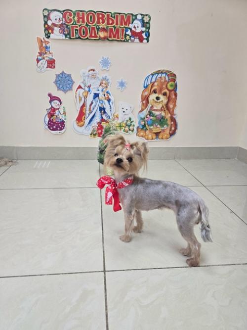 Селин второй раз ко мне на груминг приходила. 08