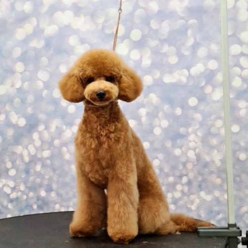 Стрижка у пуделя в азиатском стиле - это элегантный и утонченный вариант прически для этой породы собак. 01