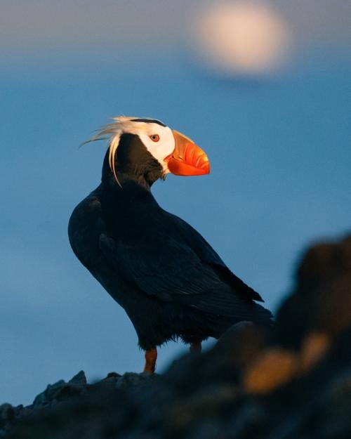 Морские Попугаи. Мне удалось поснимать знаменитую северную троицу. 04 Морские Попугаи. Мне удалось поснимать знаменитую северную троицу. 04