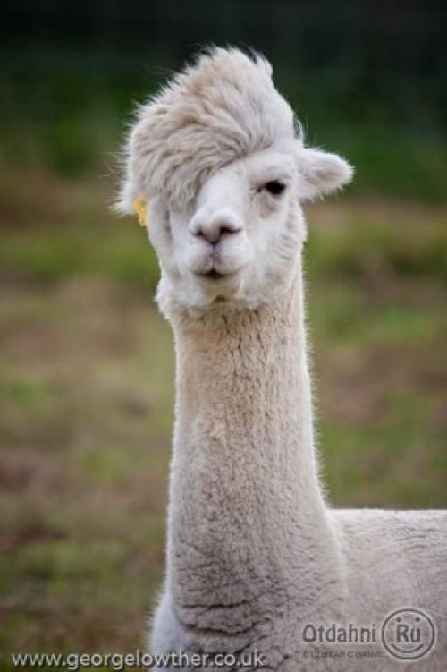 Мы выбираем прическу для ламы! 04