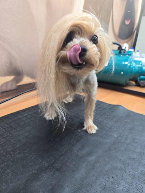 Селин второй раз ко мне на груминг приходила. 05