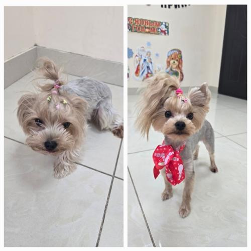 Селин второй раз ко мне на груминг приходила. 01