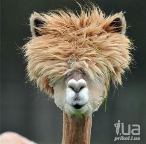 Мы выбираем прическу для ламы! 01
