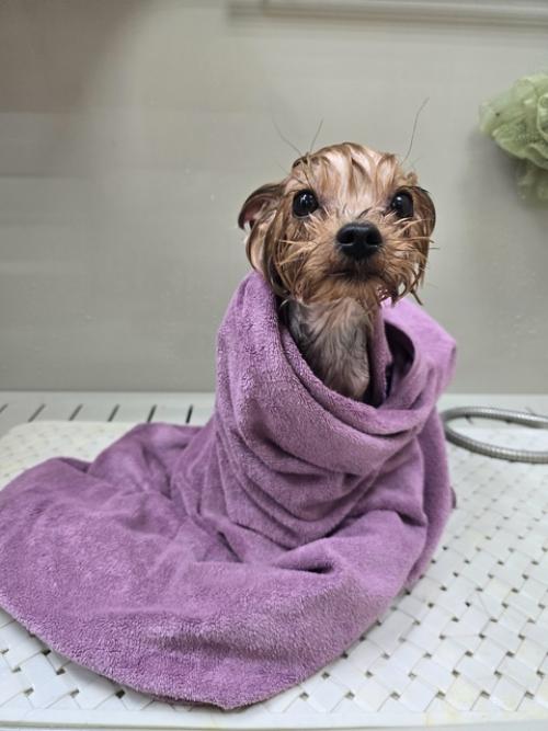 Селин второй раз ко мне на груминг приходила. 04