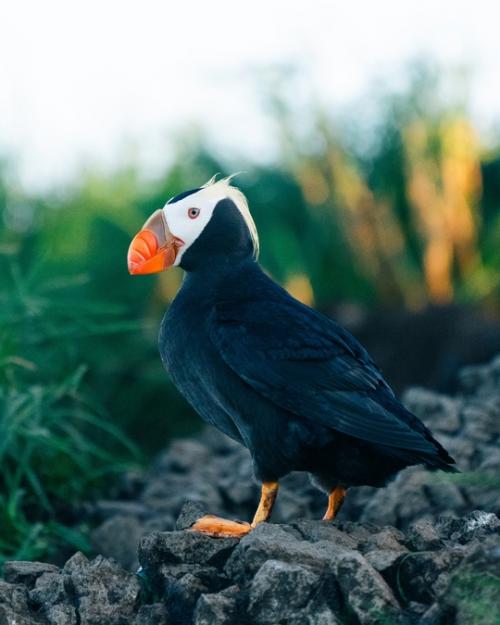 Морские Попугаи. Мне удалось поснимать знаменитую северную троицу. 03 Морские Попугаи. Мне удалось поснимать знаменитую северную троицу. 03