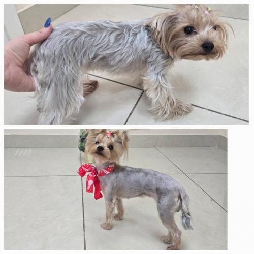 Селин второй раз ко мне на груминг приходила. 02