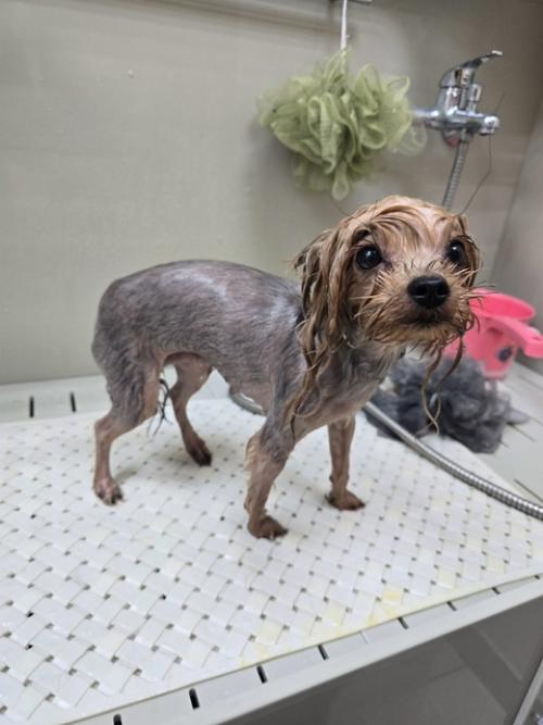 Селин второй раз ко мне на груминг приходила. 03