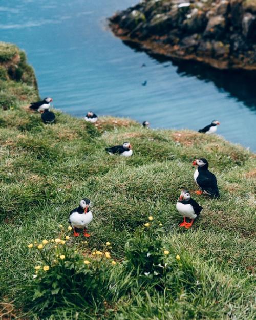 Морские Попугаи. Мне удалось поснимать знаменитую северную троицу. 01 Морские Попугаи. Мне удалось поснимать знаменитую северную троицу. 01
