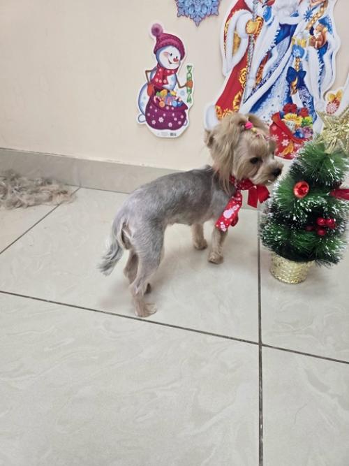 Селин второй раз ко мне на груминг приходила. 07