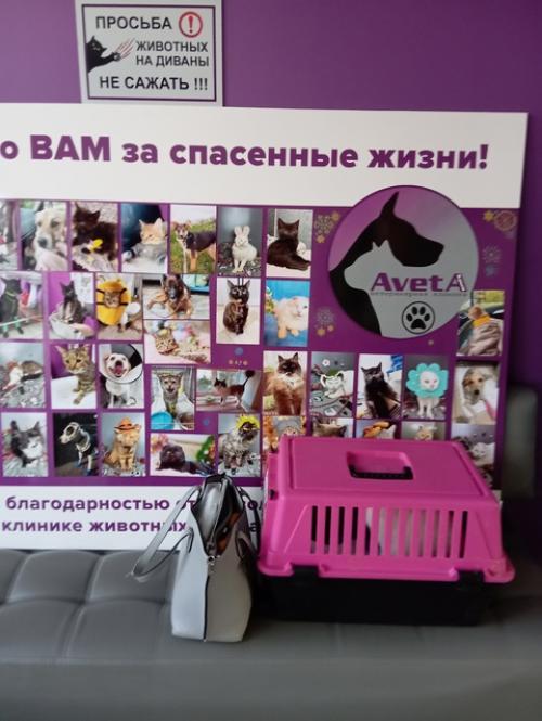 В КЛИНИКЕ опять полюбовалась своей спасённой кошечкой Мартой! 02