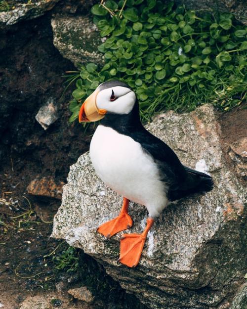 Морские Попугаи. Мне удалось поснимать знаменитую северную троицу. 02 Морские Попугаи. Мне удалось поснимать знаменитую северную троицу. 02