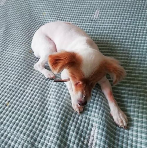 Кнопа - дама с изысканным вкусом! 01