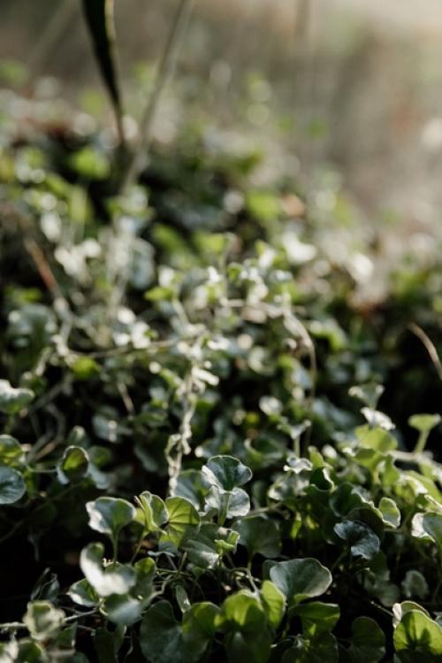 Дихондра под названием Серебряный Водопад переживает в теплице уже вторую зиму. 01