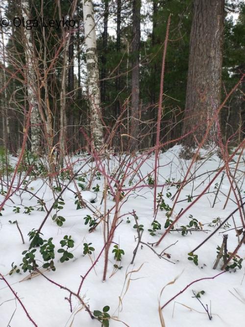 После первой зимней вылазки в лес я осознала, что у кукол нехватка теплых вещей. 01 После первой зимней вылазки в лес я осознала, что у кукол нехватка теплых вещей. 01