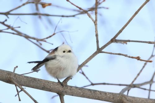 Суси в виде японских синичек Сима - энага. 01 Суси в виде японских синичек Сима - энага. 01